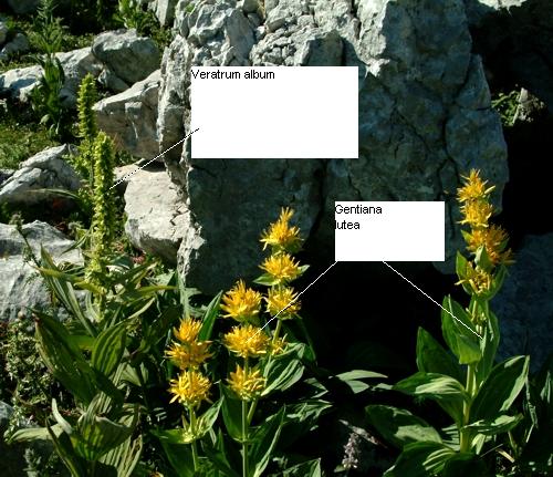 Gentiana lutea / Genziana maggiore & Veratrum album